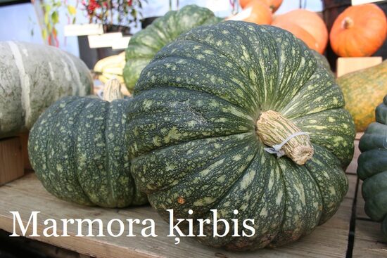 Marmora ķirbis (ķirbja stāds podiņā)