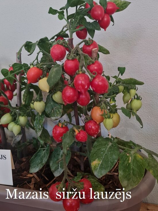 Mazais siržu lauzējs (tomāta stāds podiņā)