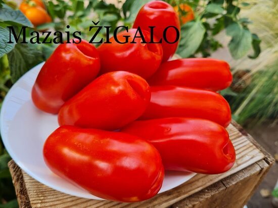 Mazais žigalo (tomātu stāds podiņā)