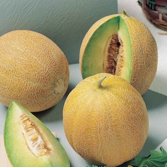 Melone 'Arava' F1 (stāds podiņā)