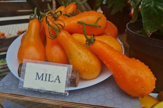 Mila (tomātu stāds podiņā)