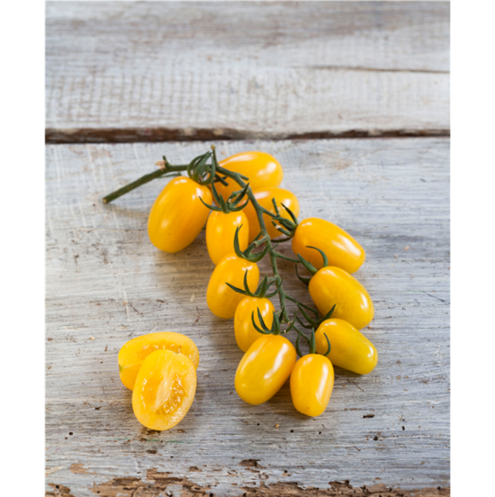 Mirado Yellow F1 (tomāta stāds podiņā)