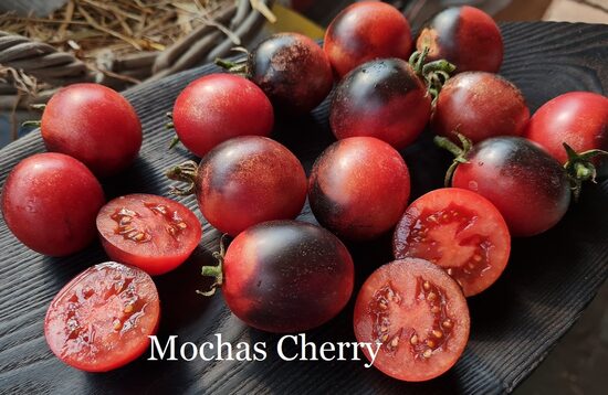 Mochas Cherry (tomāta stāds podiņā)