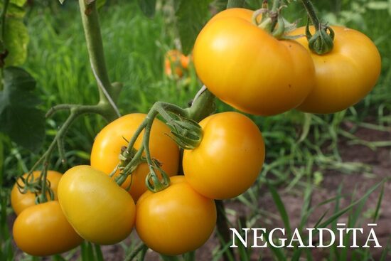 Negaidītā (tomāta stāds podiņā)
