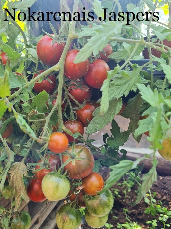 Nokarenais Jespers (tomāta stāds podiņā)