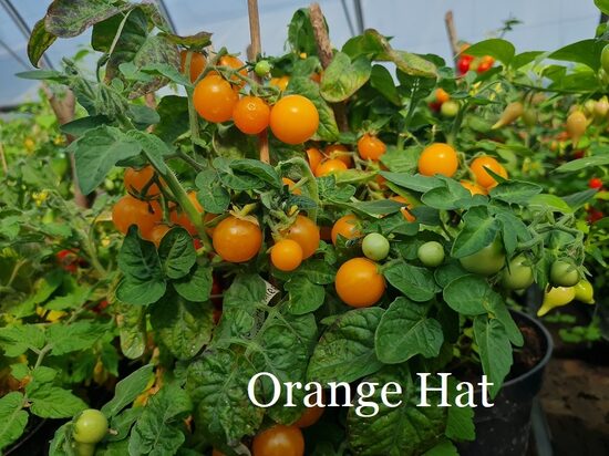 Orange Hat (tomāta stāds podiņā)