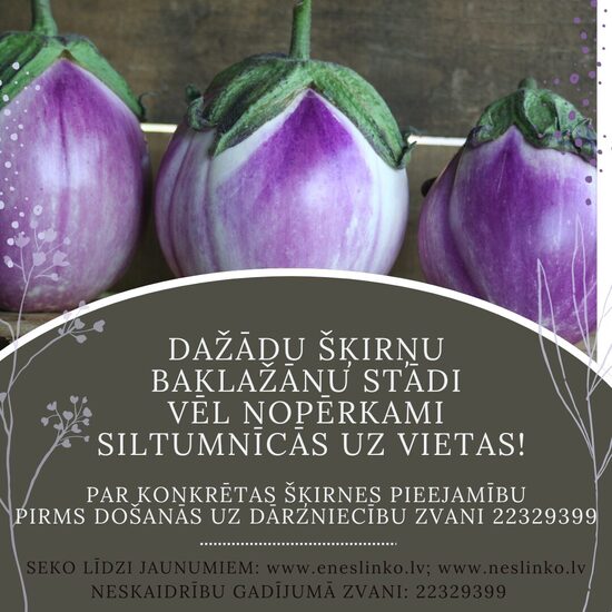 BAKLAŽĀNU STĀDI