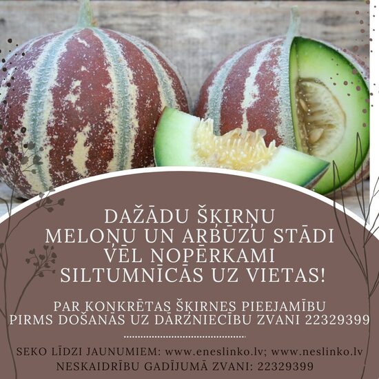 MELOŅU UN ARBŪZU STĀDI