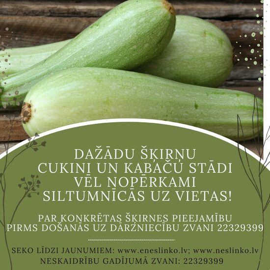 KABAČU, CUKINI UN PATISONU STĀDI