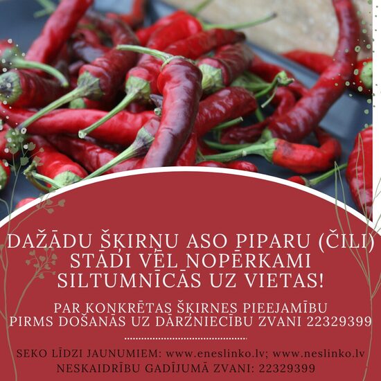 ASO PIPARU (ČĪLI) STĀDI
