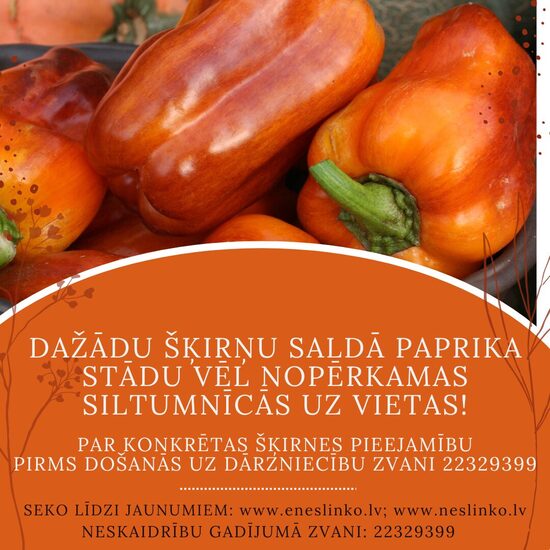 SALDĀS PAPRIKAS STĀDI