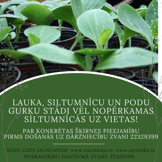 GURĶU STĀDI