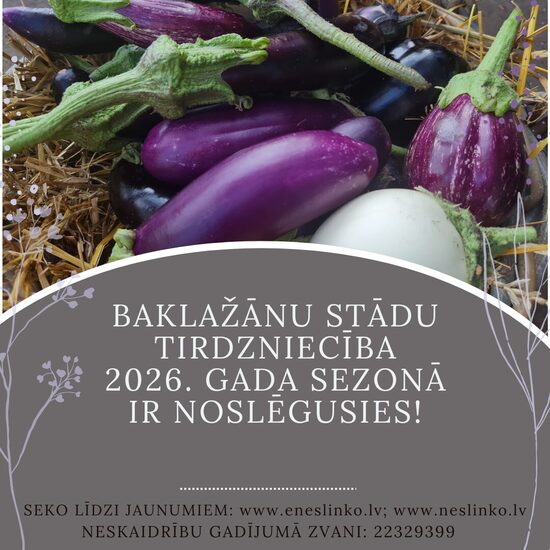 BAKLAŽĀNU STĀDI