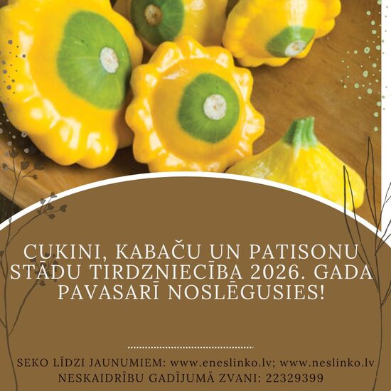 KABAČU, CUKINI UN PATISONU STĀDI