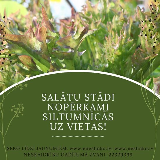 Salātu stādi