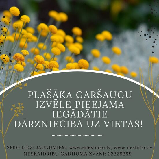 Stādu pieejamība