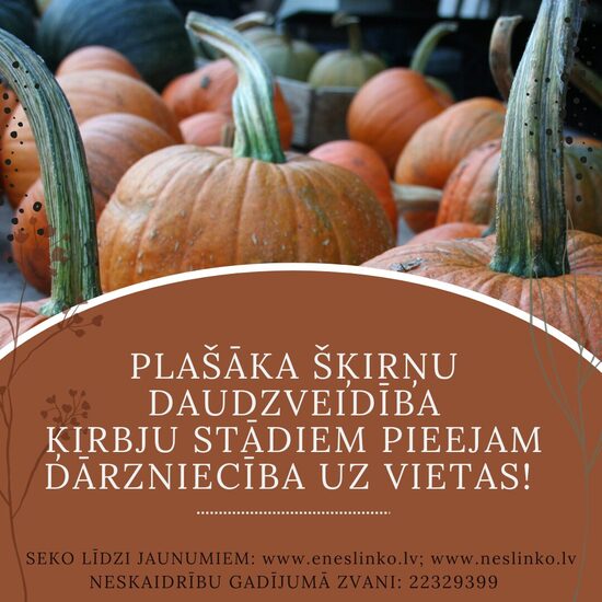 Ķirbju šķirņu daudzveidība