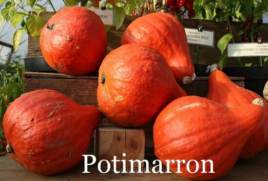 Potimarron (ķirbja stāds podiņā)