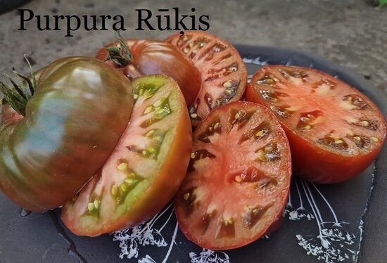 Purpura rūķis (tomāta stāds podiņā)