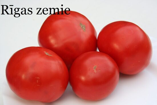 Rīgas zemie (tomātu stāds podiņā)