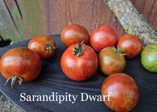 Sarandipity Dwarf (tomāta stāds podiņā)
