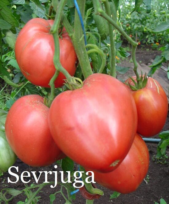 Sevrjuga (tomāta stāds no kastes)