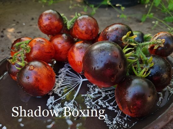 Shadow Boxing (tomāta stāds podiņā)