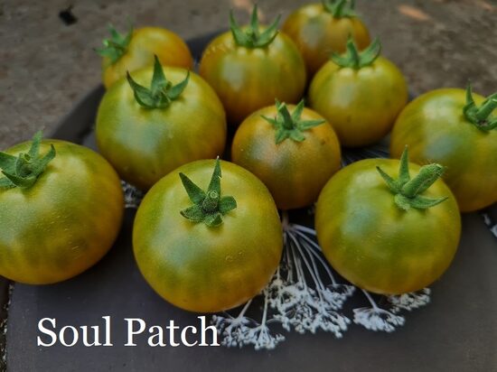 Soul Patch (tomāta stāds podiņā)