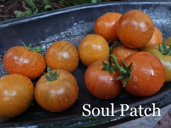 Soul Patch (tomāta stāds podiņā)