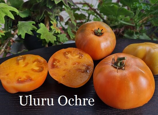 Uluru Ochre (tomāta stāds podiņā)