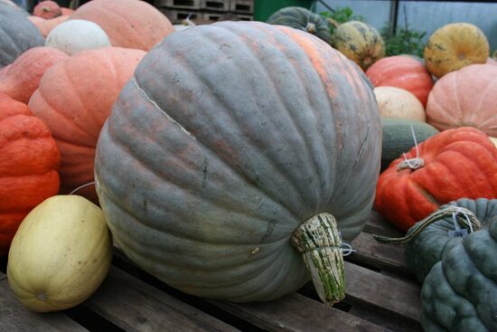 Varavīksnes ķirbis (ķirbju sēklas)