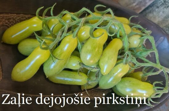 Zaļie dejojošie pirkstiņi (tomāta stāds podiņā)
