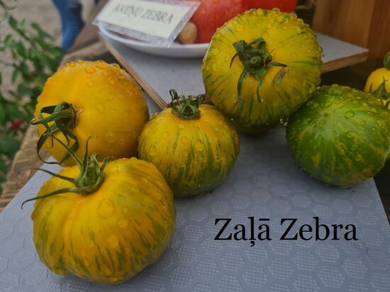 Zaļā zebra (tomātu sēklas)
