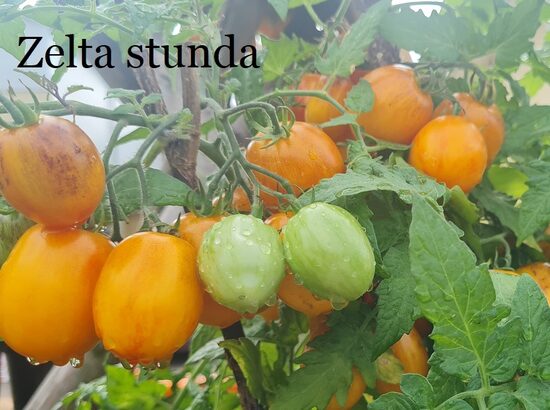 Zelta stunda (tomāta stāds podiņā)