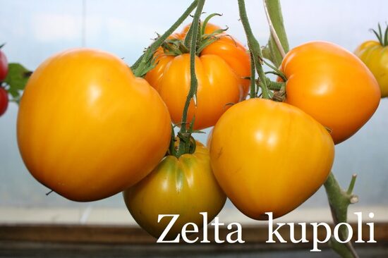 Zelta kupoli (tomāta stāds podiņā)