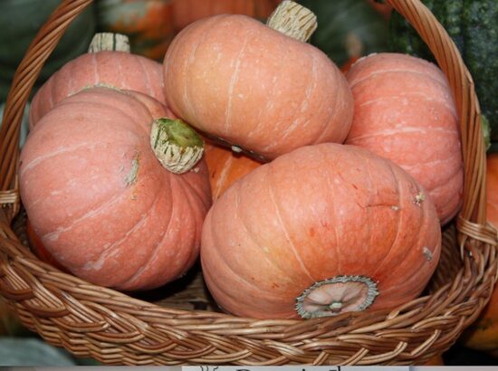 Zelta rieksts (ķirbju sēklas)