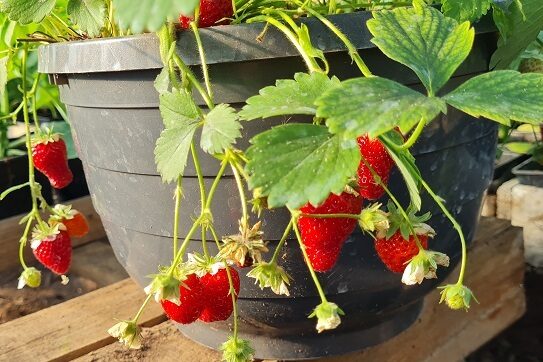 Nokarenā zemene 'Ariba White' F1 (stāds podiņā)