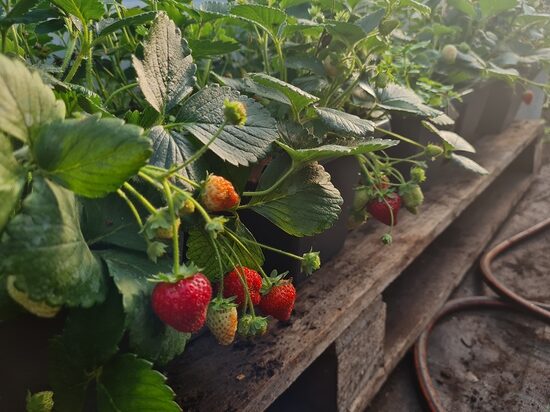 Nokarenā zemene 'Ariba Red' F1 (stāds podiņā)