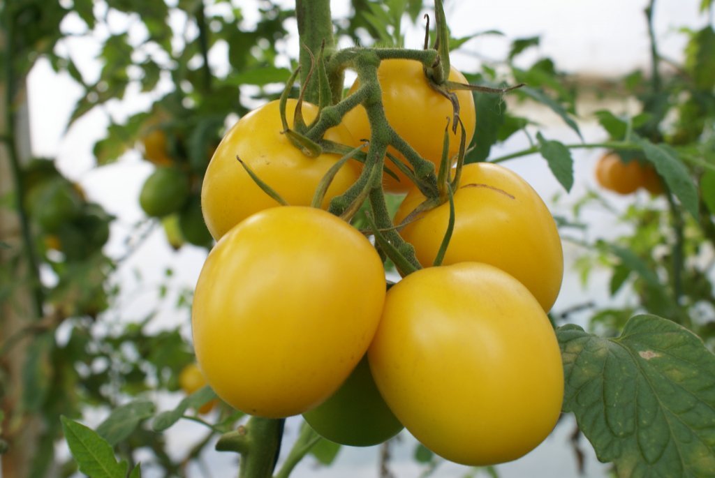 Dzeltenā delikatese (tomātu sēklas)