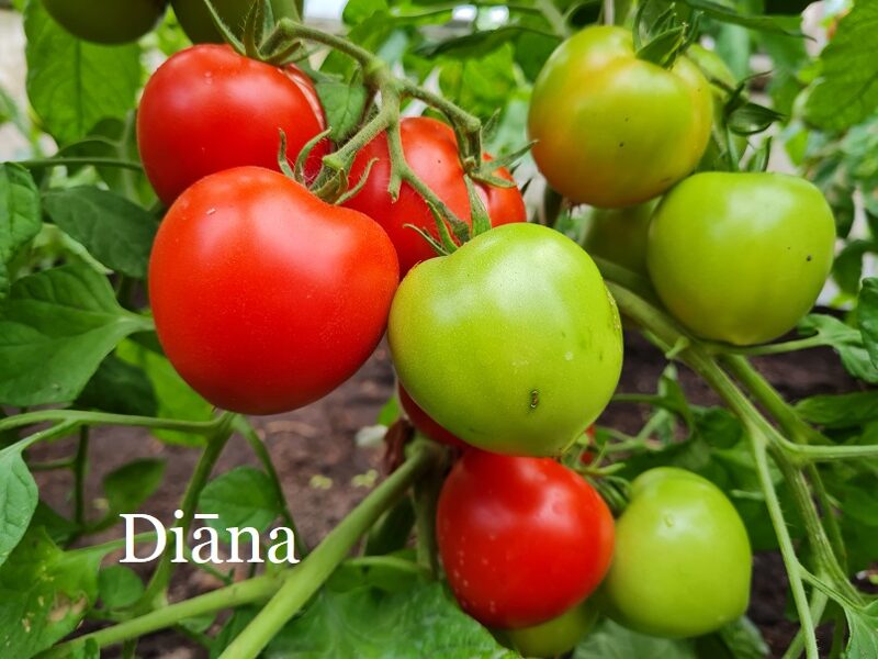 Diāna (tomātu sēklas)