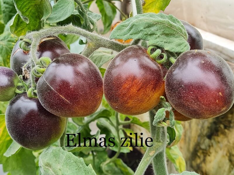 Elmas zilie (tomātu sēklas)