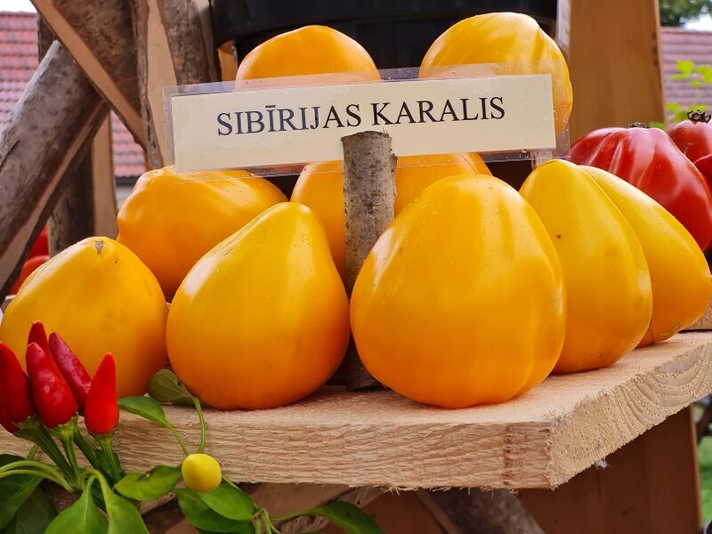 Sibīrijas karalis (stāds podiņā)