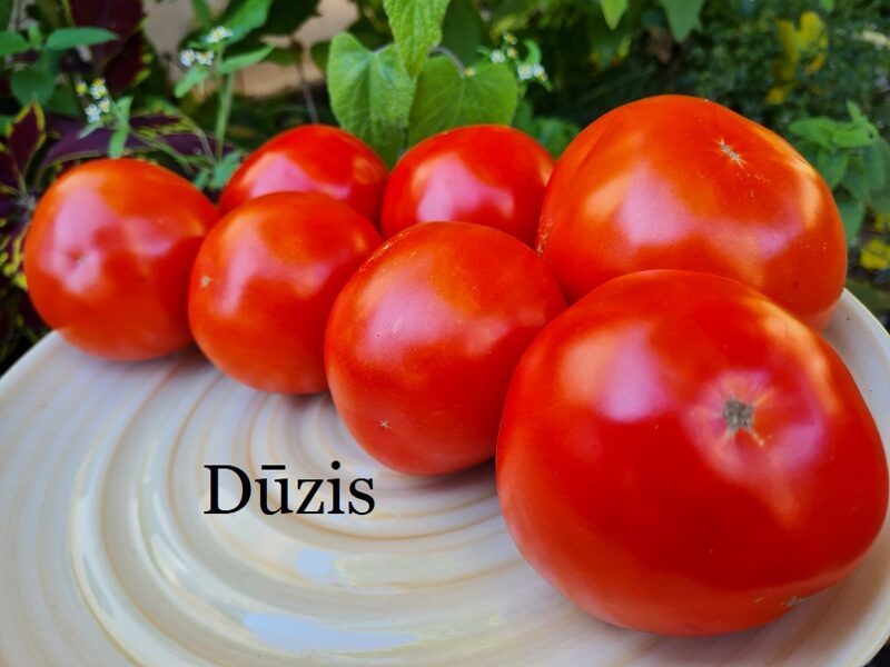 Dūzis (tomātu sēklas)