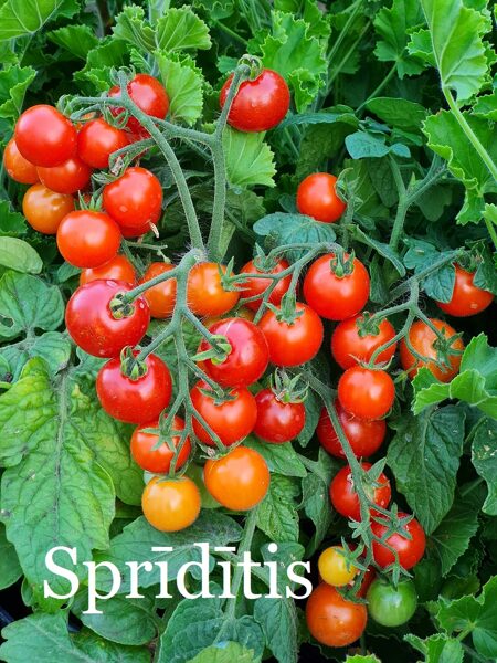 Sprīdītis, sarkans (tomātu sēklas)