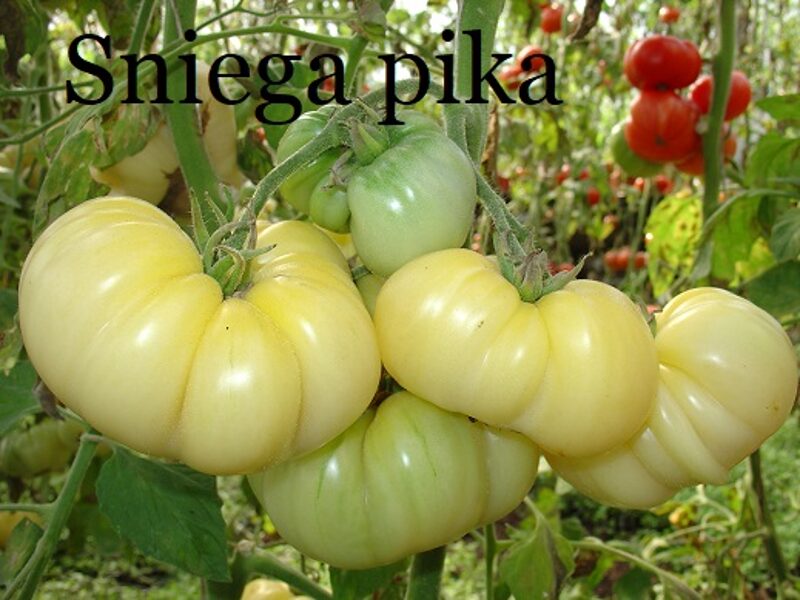 Sniega pika (tomātu sēklas)