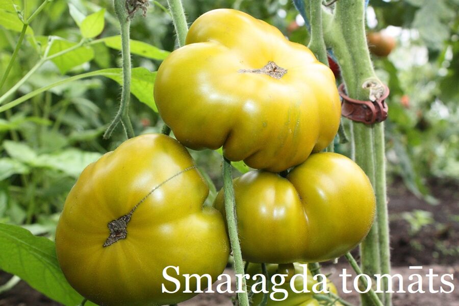 Smaragda tomāts (tomātus sēklas)