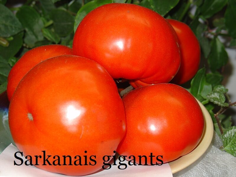 Sarkanais gigants (tomātu sēklas)