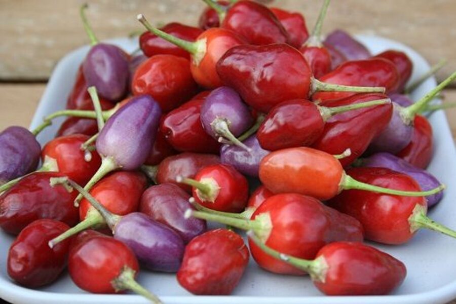 Aji Ayuyo (7*) (asā pipara stāds podiņā)