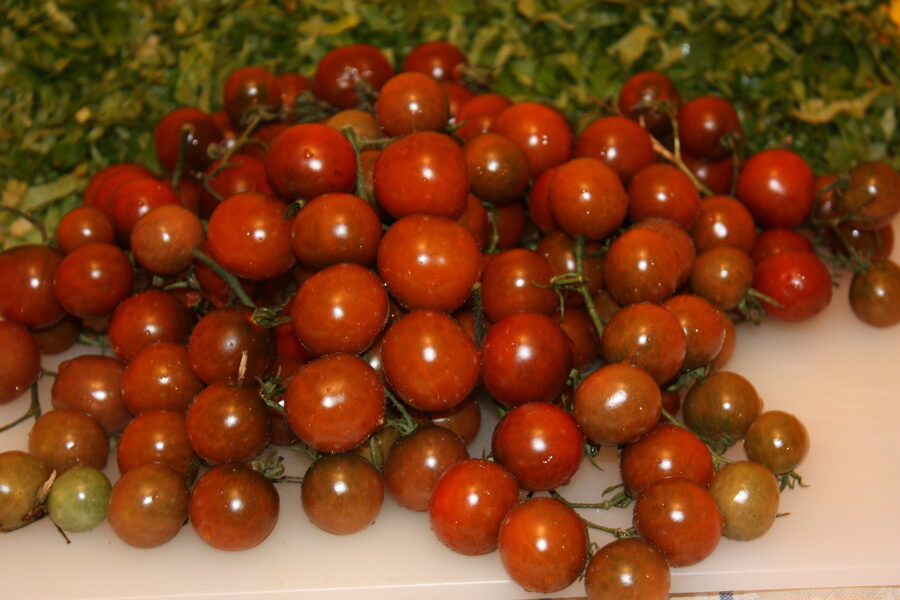 Brūnās odziņas (tomātu sēklas)