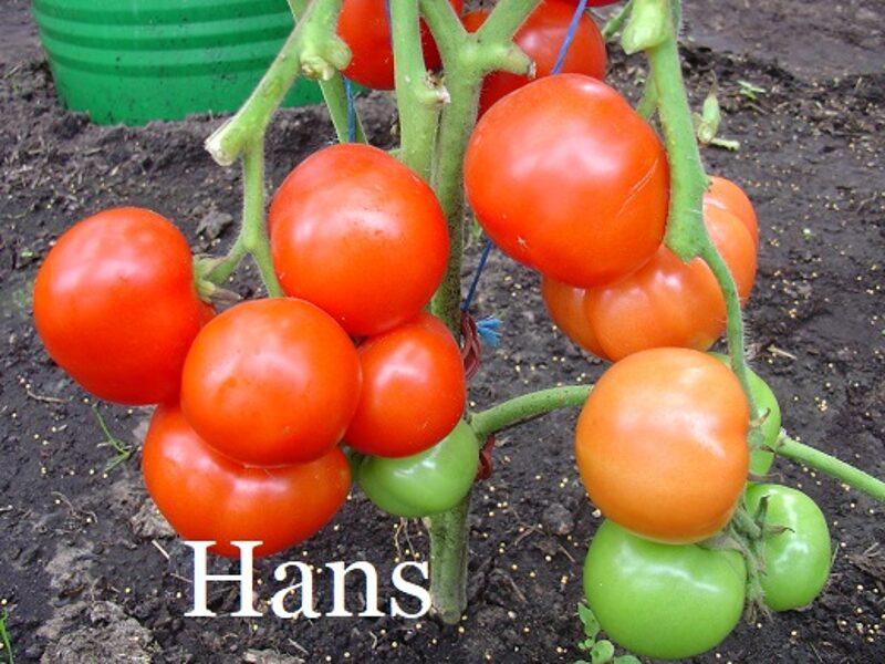 Hans (tomātu sēklas)